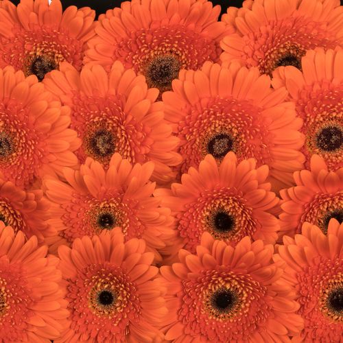 Gerbera orange Candela