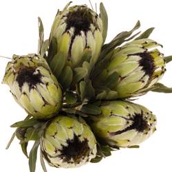 Protea weiss Rhino 50cm