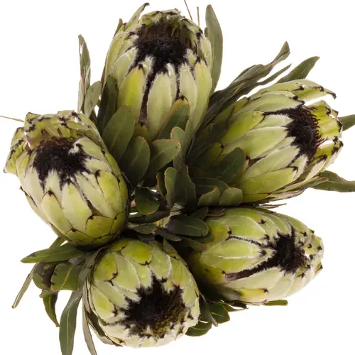Protea weiss Rhino 50cm