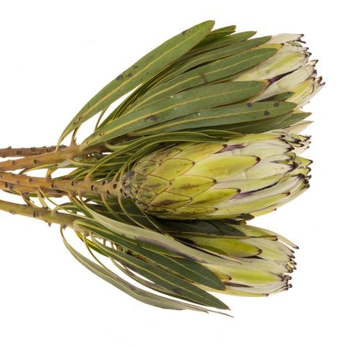 Protea weiss Rhino 50cm