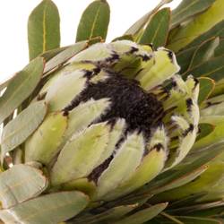Protea weiss Rhino 50cm