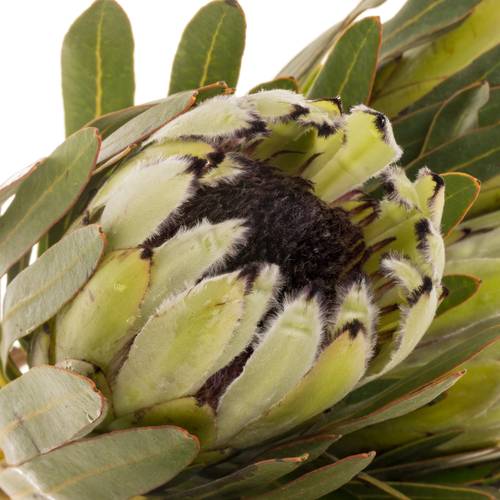 Protea weiss Rhino 50cm