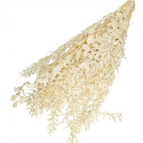 Trocken Ruscus gebleicht L65cm 110gr