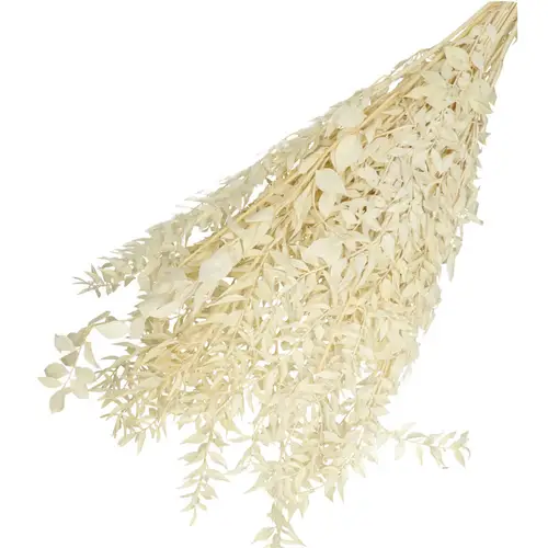 Trocken Ruscus gebleicht L65cm 110gr