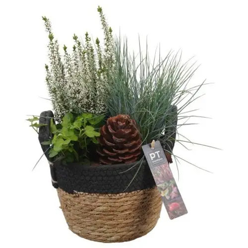 Garten.Arr PTHO4175 Herbst T18 H036