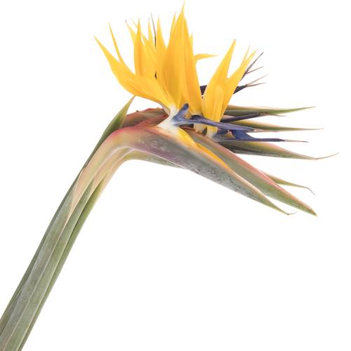 Strelitzia gelb Blüte 20cm / 75cm