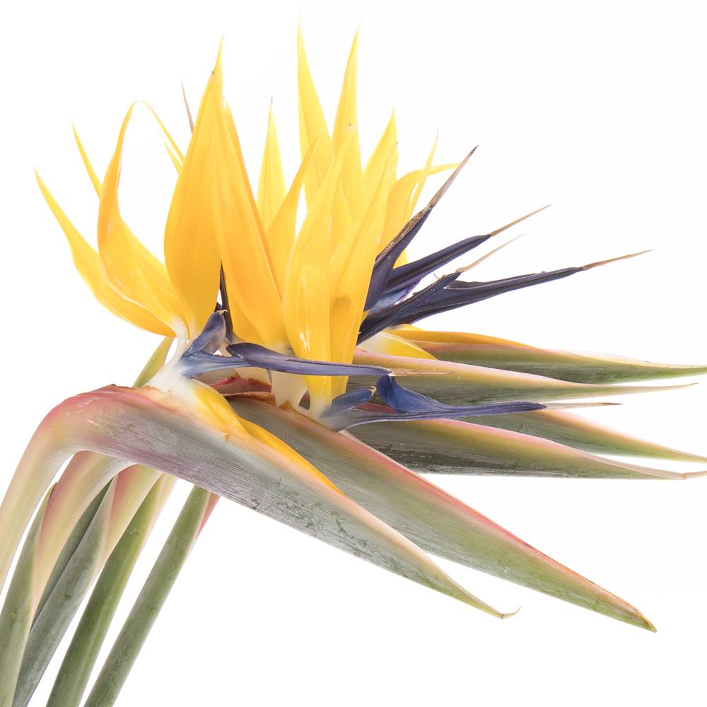 Strelitzia gelb Blüte 20cm / 75cm