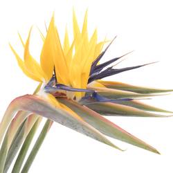 Strelitzia gelb Blüte 20cm / 75cm