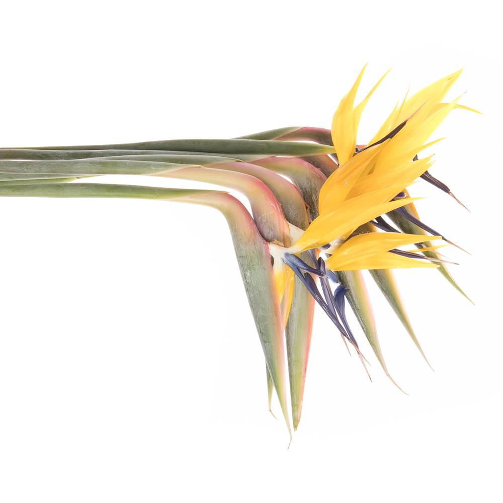 Strelitzia gelb Blüte 20cm / 75cm