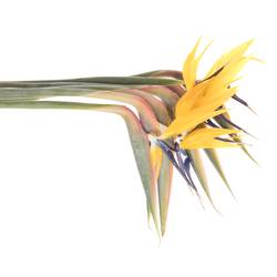 Strelitzia gelb Blüte 20cm / 75cm