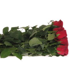 Rose rot Rhodos     80cm