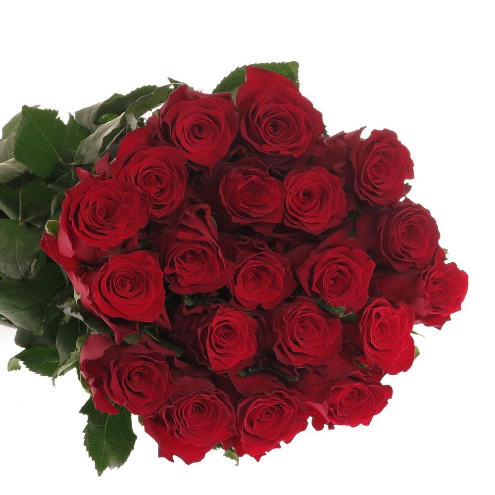 Rose rot Rhodos     80cm