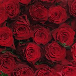 Rose rot Rhodos     80cm