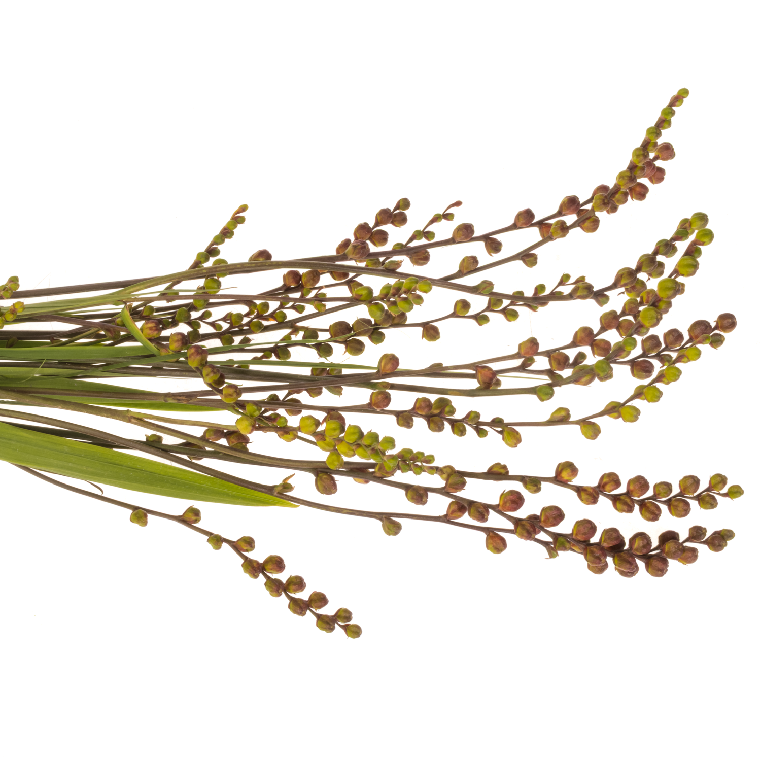 Montbretie Bes fire kin 70cm