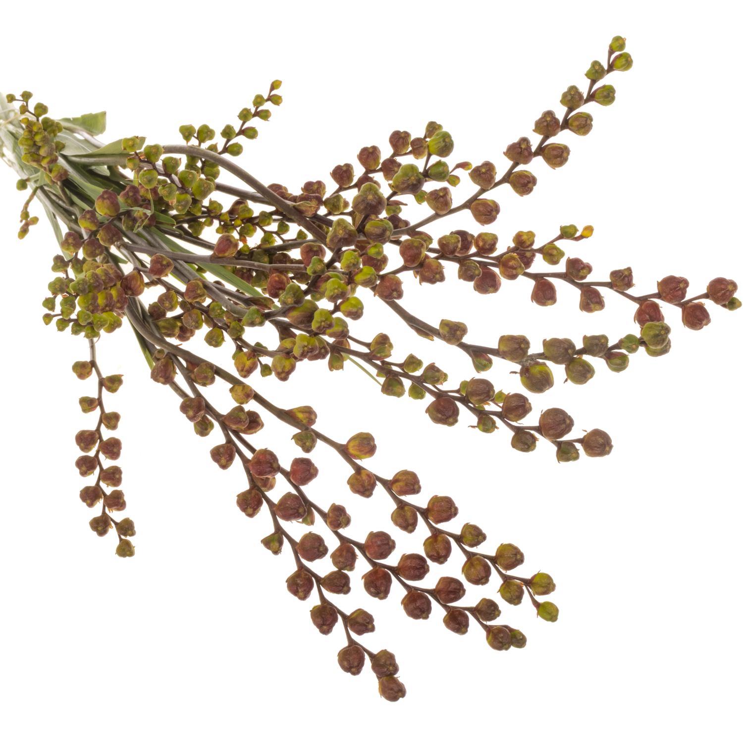 Montbretie Bes fire kin 70cm
