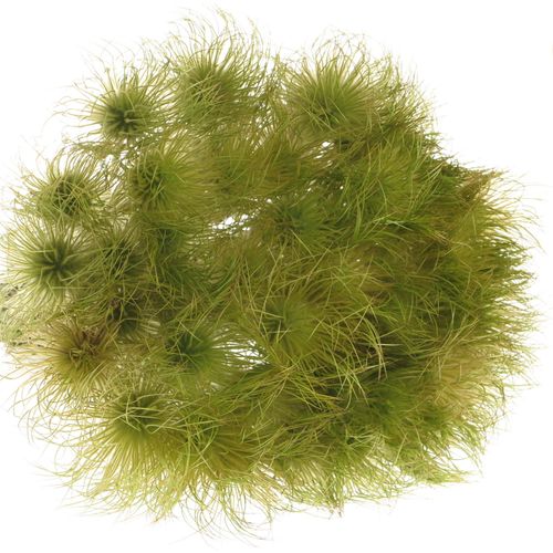Pulsatilla grün 40