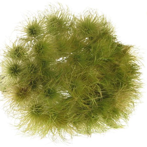Pulsatilla grün 40