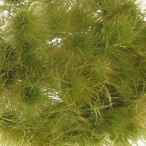 Pulsatilla grün 40