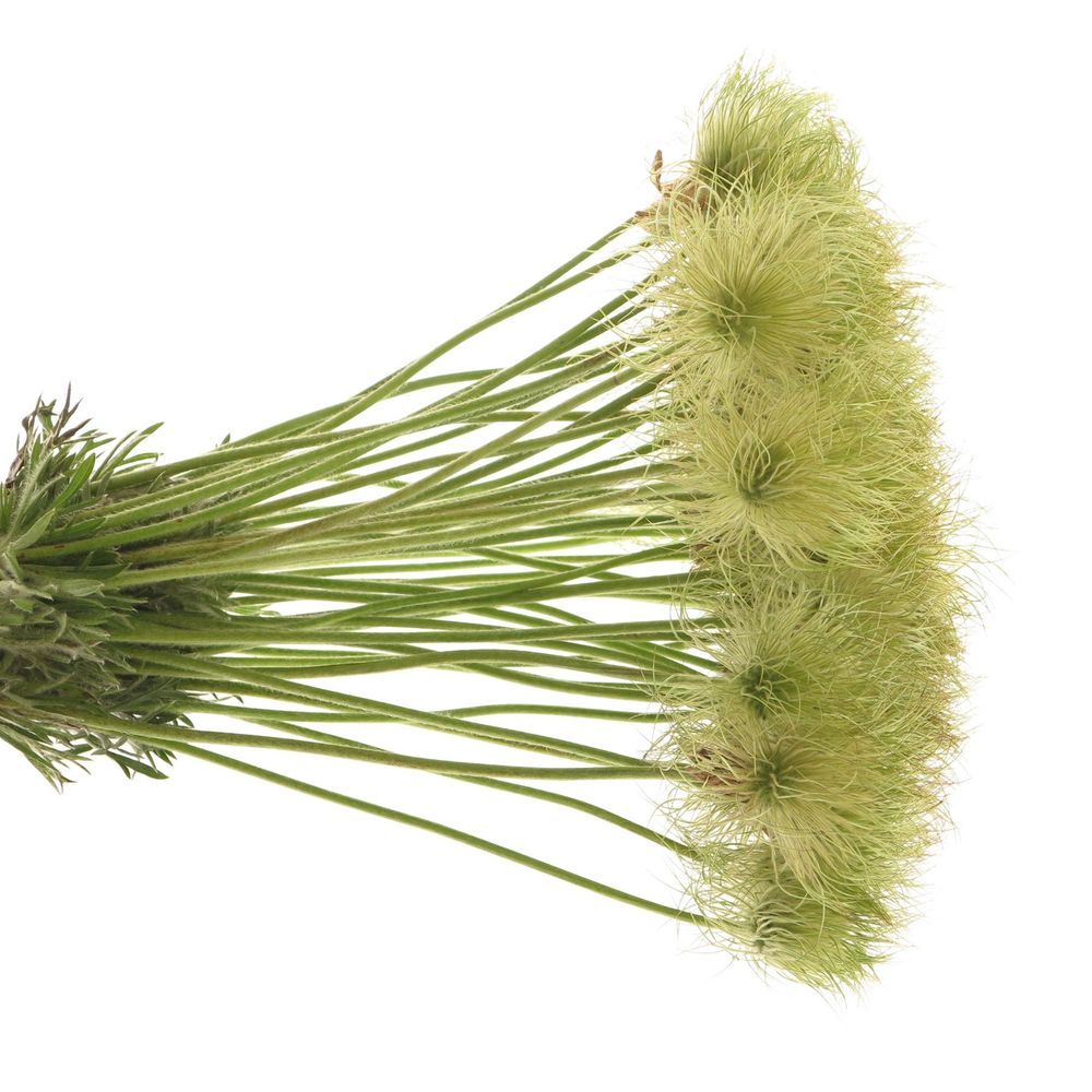 Pulsatilla grün 40