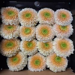 Germini hell gelb/apricot Pomponi Saturn