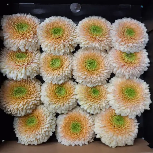 Germini hell gelb/apricot Pomponi Saturn