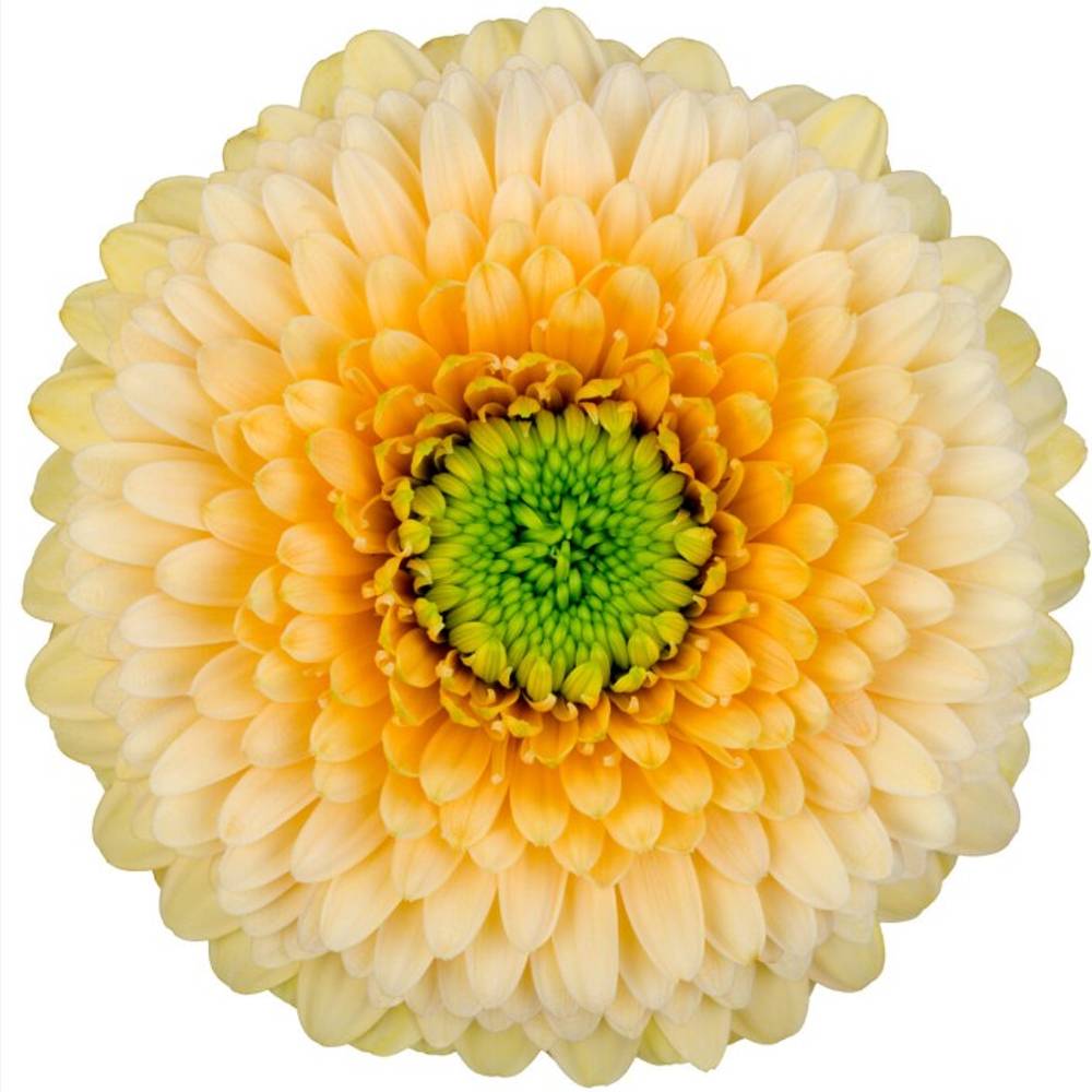 Germini hell gelb/apricot Pomponi Saturn