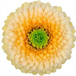 Germini hell gelb/apricot Pomponi Saturn