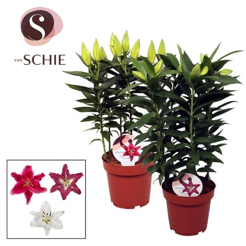 Lilien 5er Oriental mix Special T19 H55