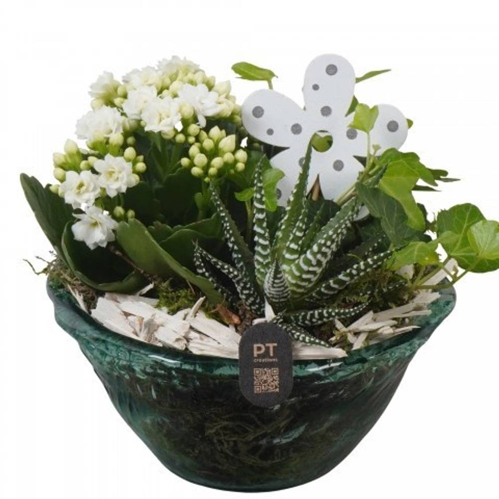 Kal.Arr PTIG2633 T15 H018