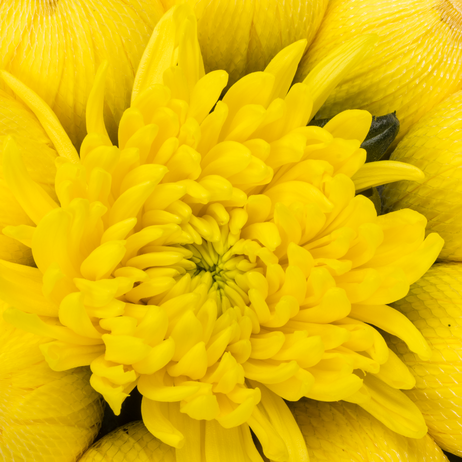 Chrys.Deko gelb Maracuja 100Gramm 70cm