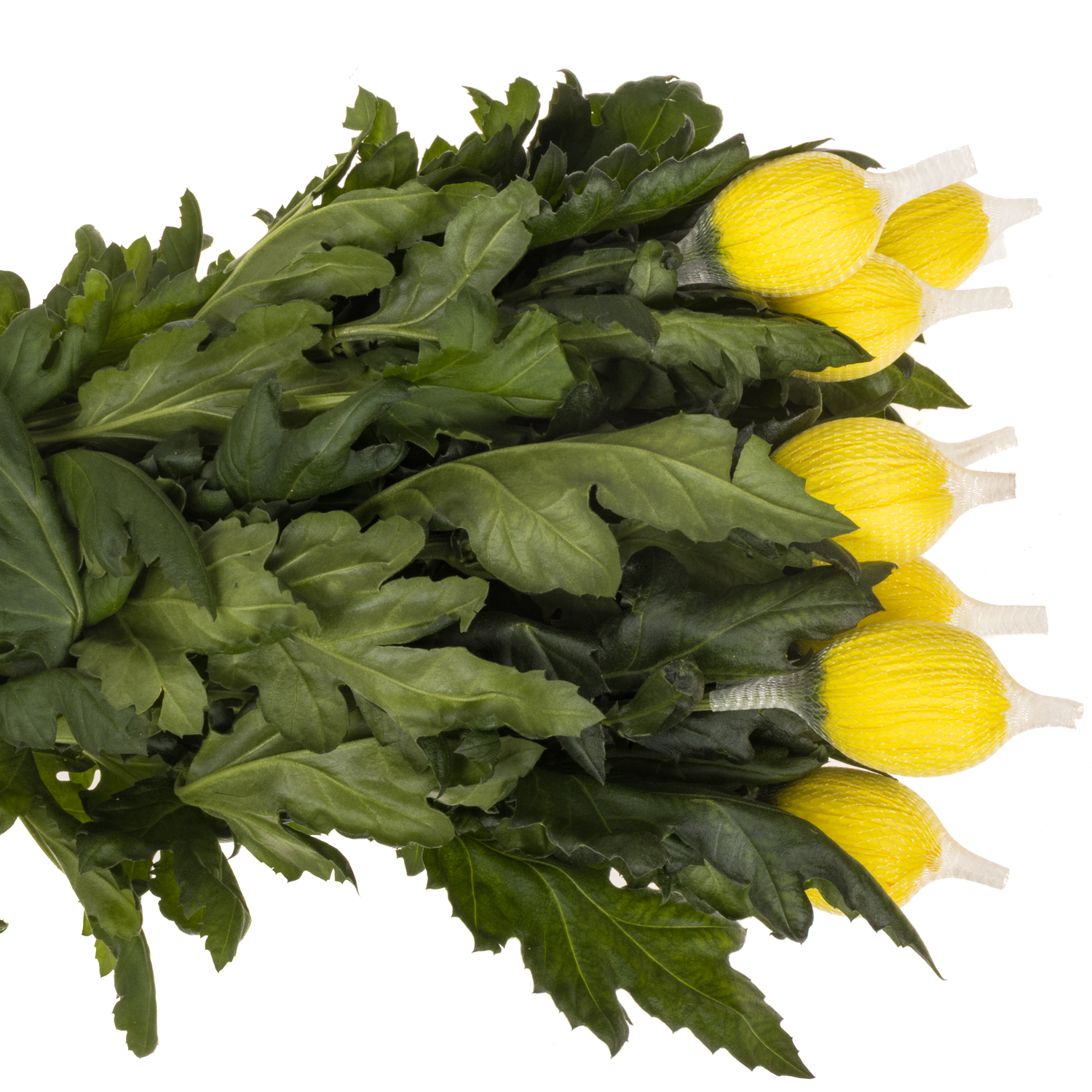 Chrys.Deko gelb Maracuja 100Gramm 70cm