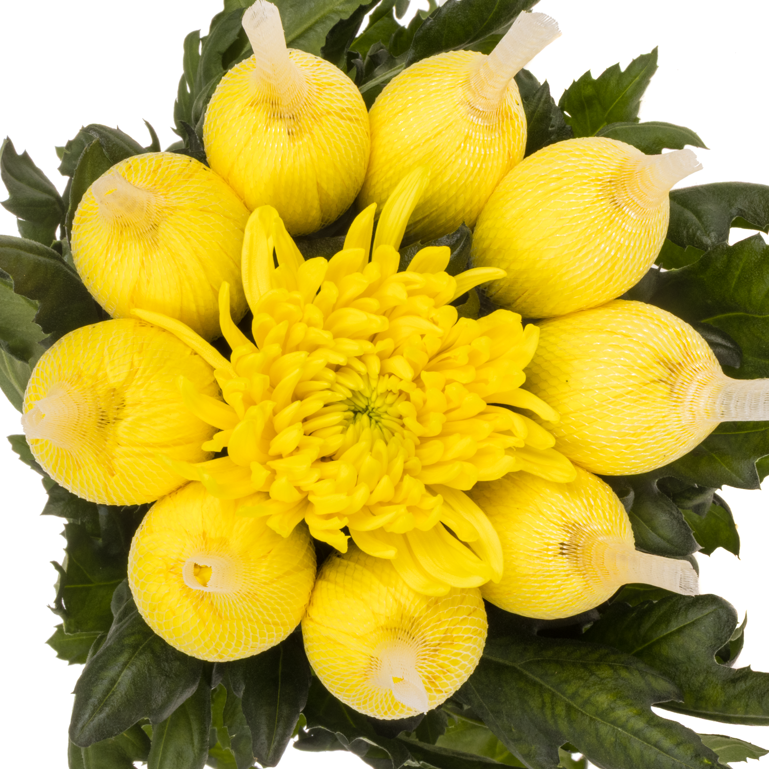 Chrys.Deko gelb Maracuja 100Gramm 70cm