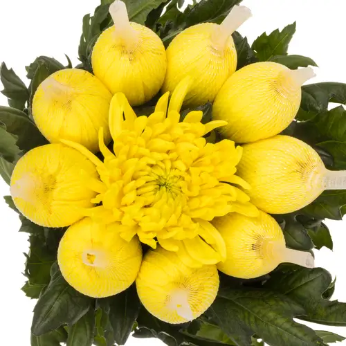 Chrys.Deko gelb Maracuja 100Gramm 70cm