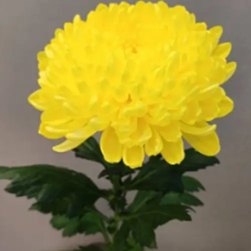 Chrys.Deko gelb Maracuja 100Gramm 70cm