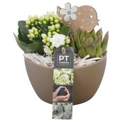 Kal.Arr PTIB6446 T14 H018