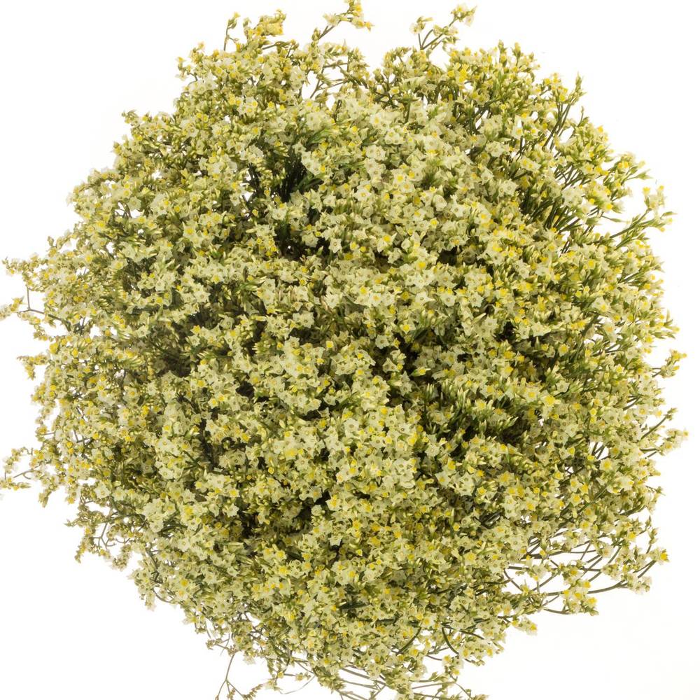 Limonium hell gelb Lemonade 30 Gramm 80cm