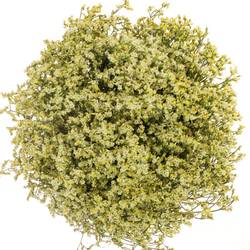 Limonium hell gelb Lemonade 30 Gramm 80cm