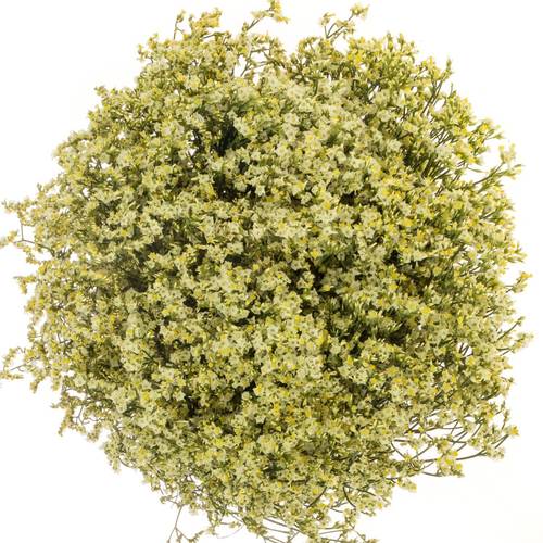 Limonium hell gelb Lemonade 30 Gramm 80cm