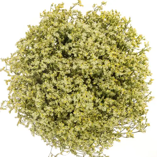 Limonium hell gelb Lemonade 30 Gramm 80cm