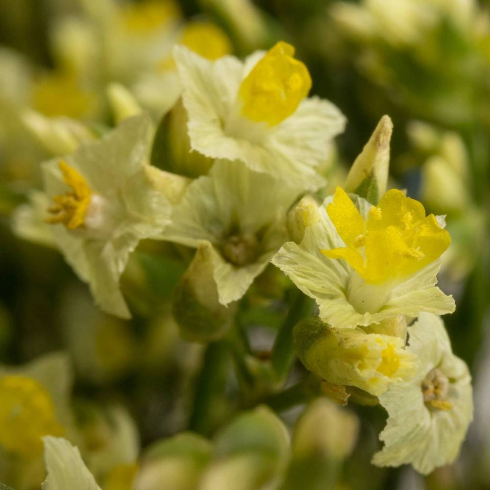 Limonium hell gelb Lemonade 30 Gramm 80cm