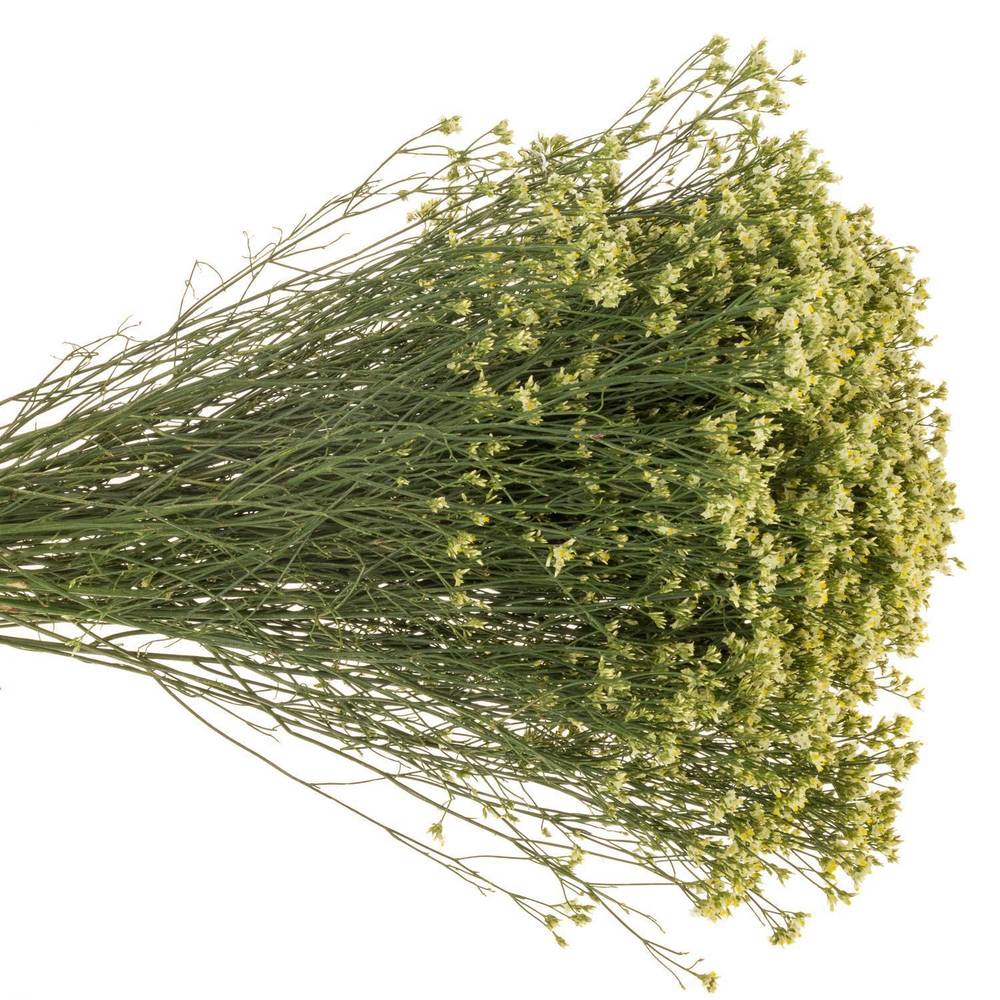 Limonium hell gelb Lemonade 30 Gramm 80cm