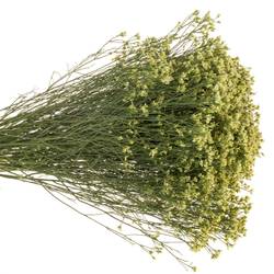 Limonium hell gelb Lemonade 30 Gramm 80cm