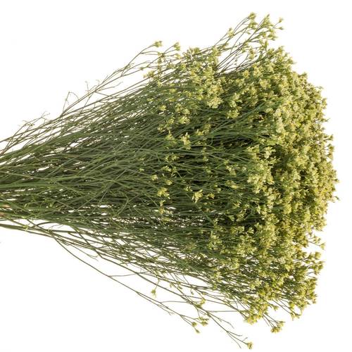 Limonium hell gelb Lemonade 30 Gramm 80cm