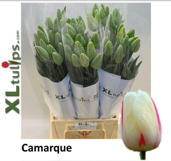 Franz.creme/rot Camarque 65 Gramm 60cm