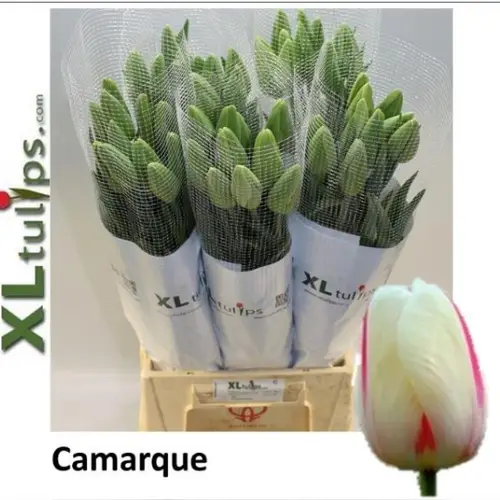 Franz.creme/rot Camarque 65 Gramm 60cm