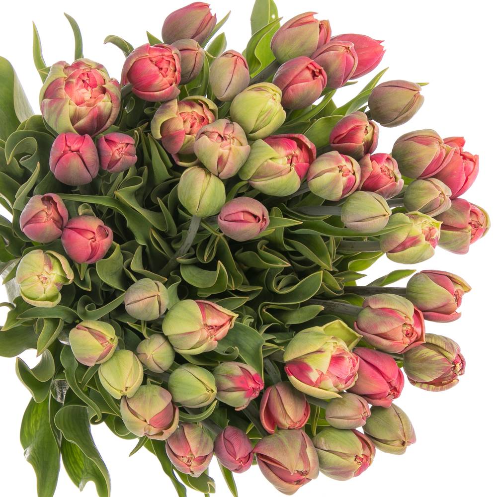 Tulpe Freiland rosa Copper Image 28 Gramm