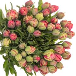 Tulpe Freiland rosa Copper Image 28 Gramm