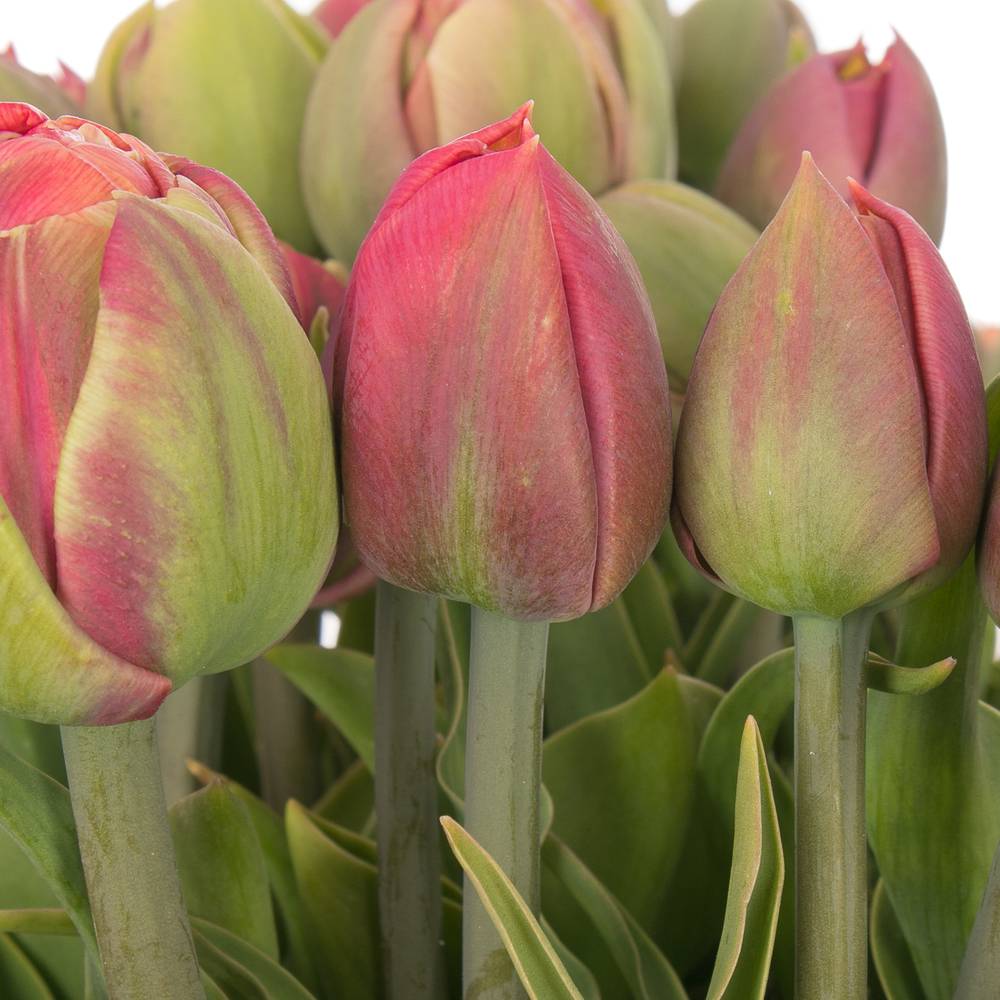 Tulpe Freiland rosa Copper Image 28 Gramm