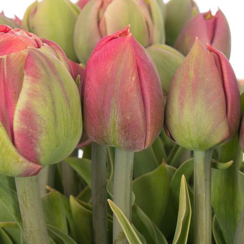 Tulpe Freiland rosa Copper Image 28 Gramm