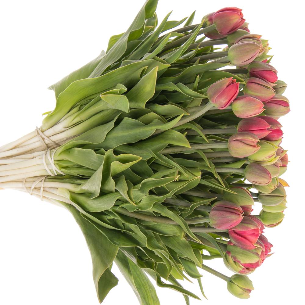 Tulpe Freiland rosa Copper Image 28 Gramm